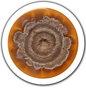 Mold_512