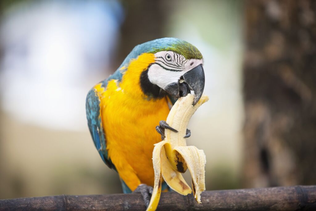 blue macaw eating banana for resistant starches on branch