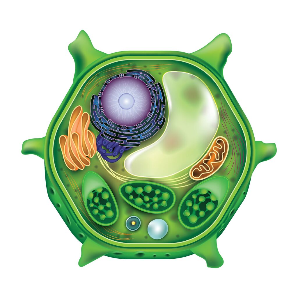 mitochondria inside of cell