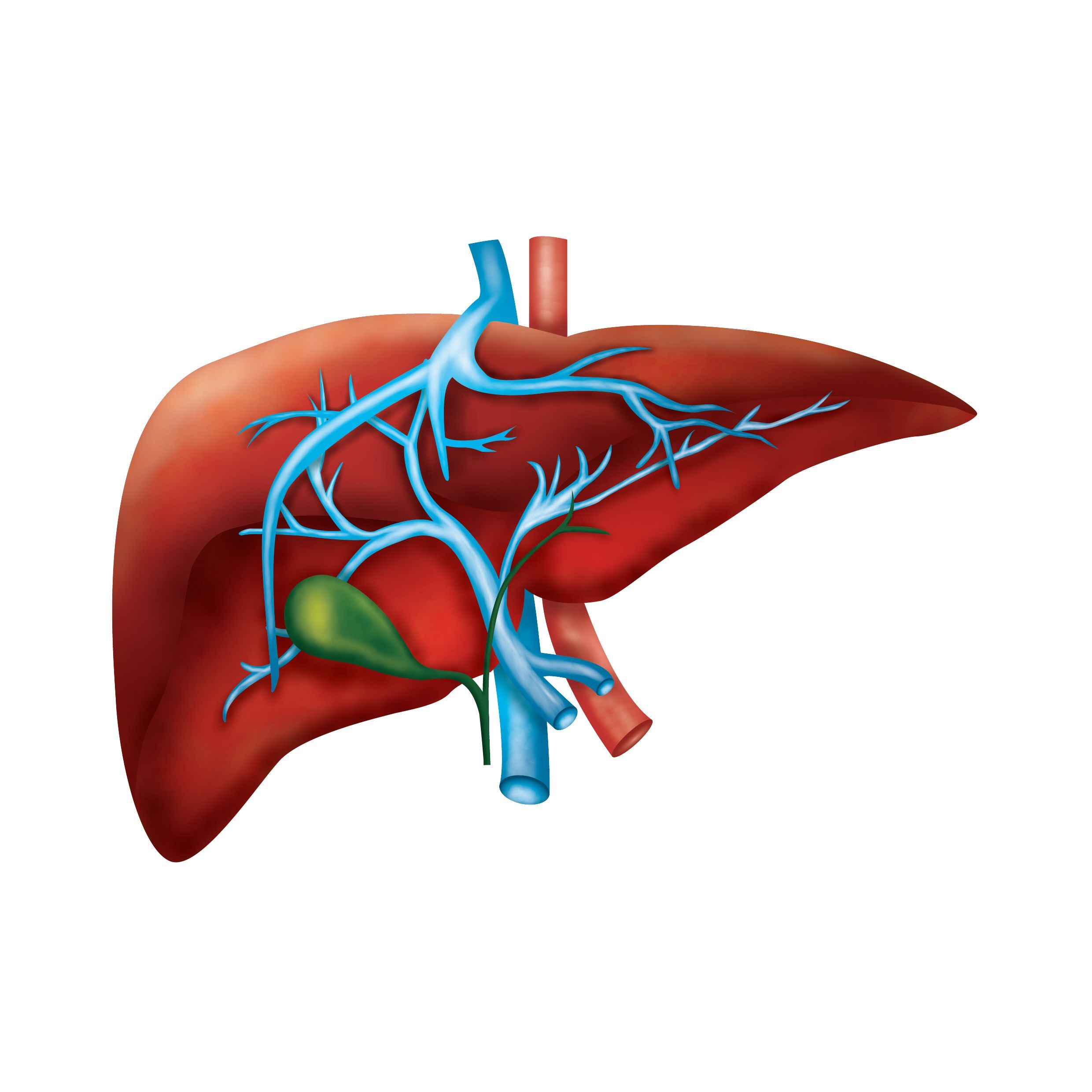 Fatty Liver: Causes, Treatment and Diagnosis - Medicine With Heart