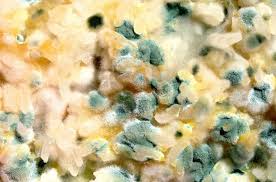 mold illness