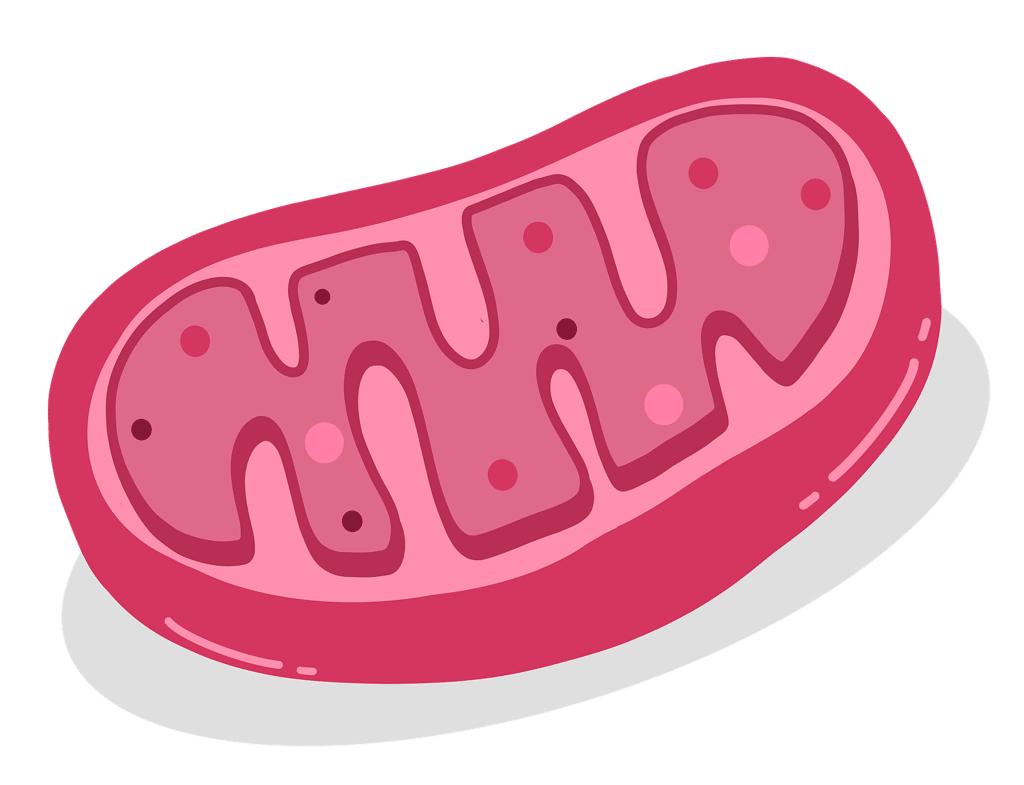 mitochondria