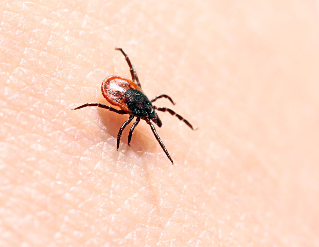 How Does Lyme Disease Become “Chronic”?